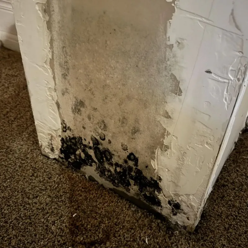 Professional Mold Removal in Clewiston, FL